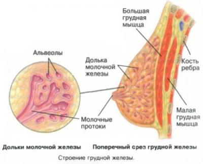 Дольковой рак молочной железы